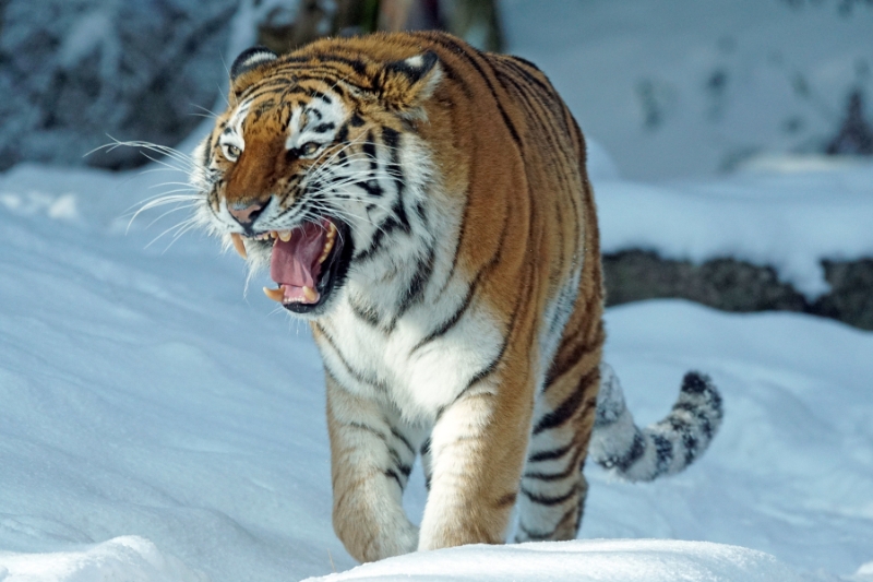 siberian tiger