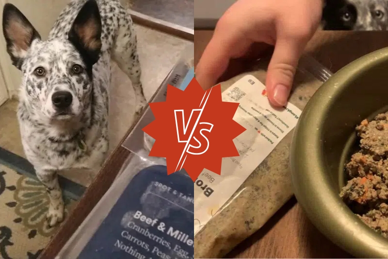 spot and tango vs the farmers dog