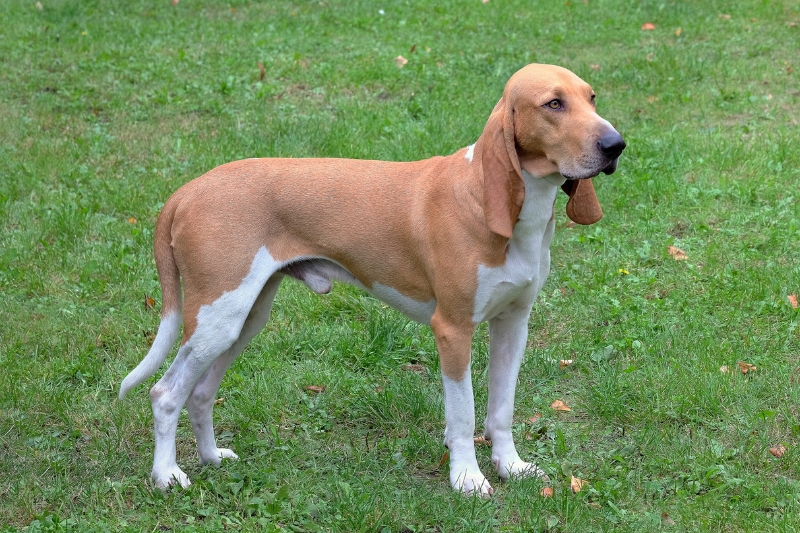 swiss hound standing