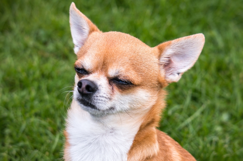 tan white chihuahua portrait