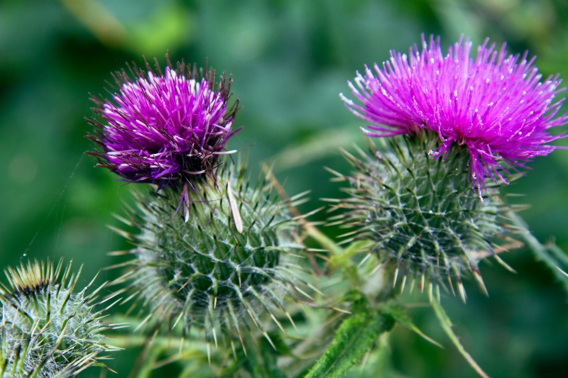 thistle flower