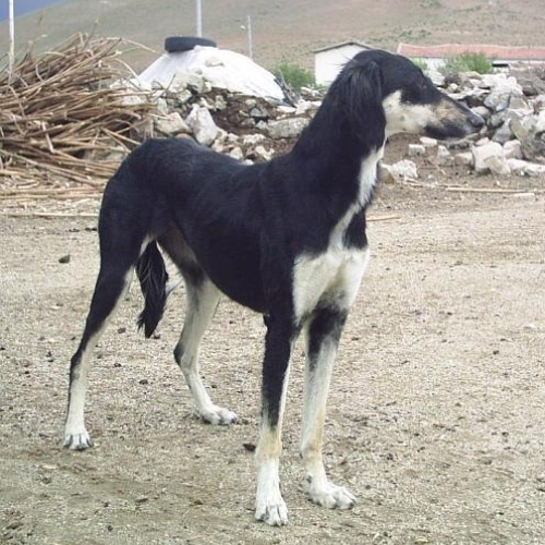 turkmen tazi standing