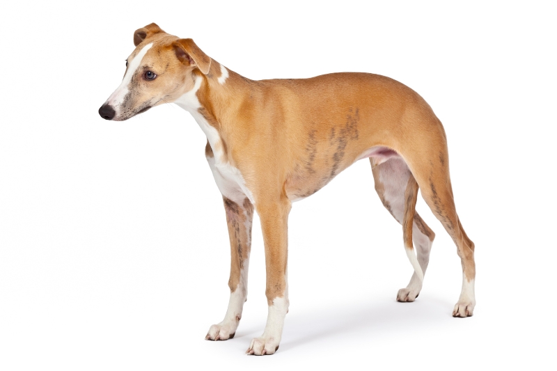 whippet white tan