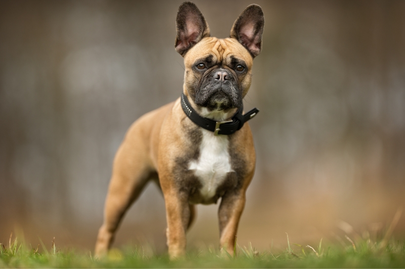 white tan french bulldog