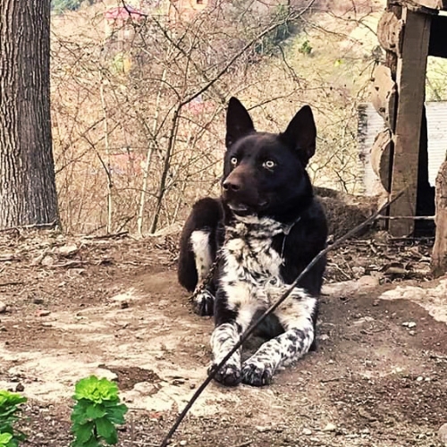 zerdava dog