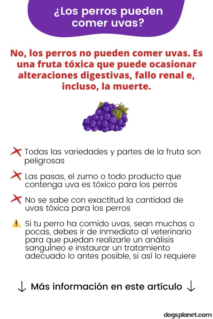 Los perros pueden comer uvas