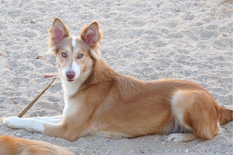 Cão do Barrocal Algarvio