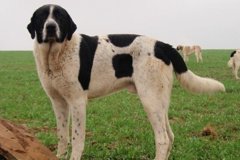Transmontano Mastiff