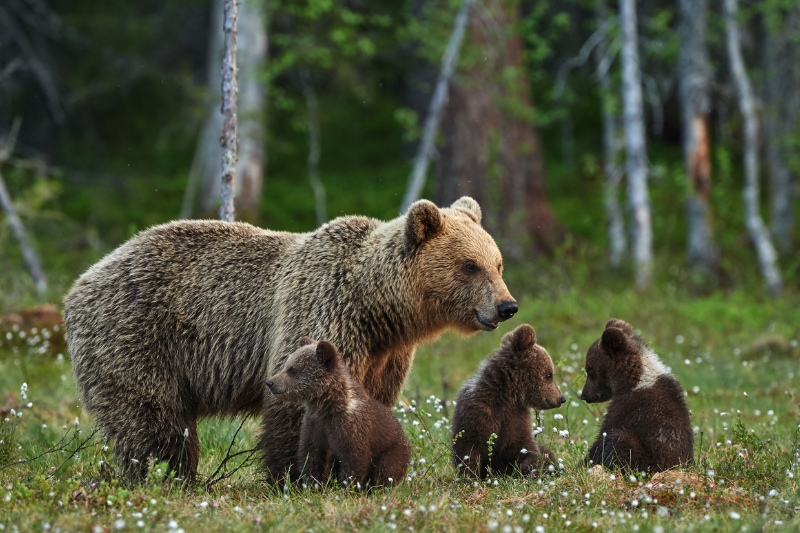 bear finland