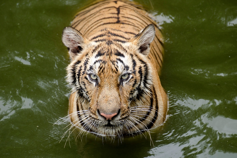 bengal tiger