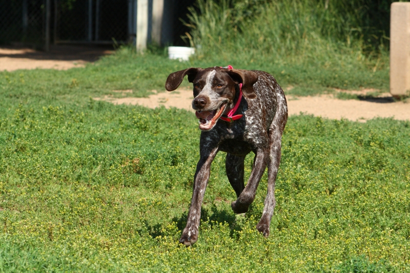 braco aleman de pelo corto corriendo