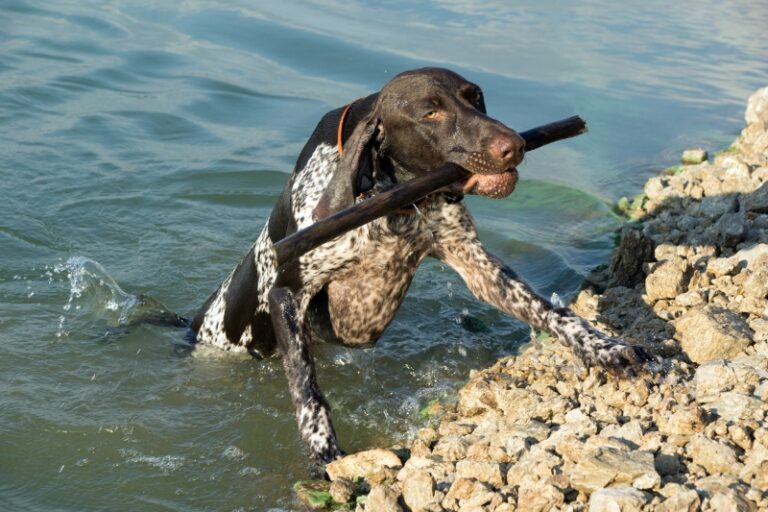 braco aleman de pelo corto en el agua