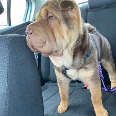 brown sable shar pei