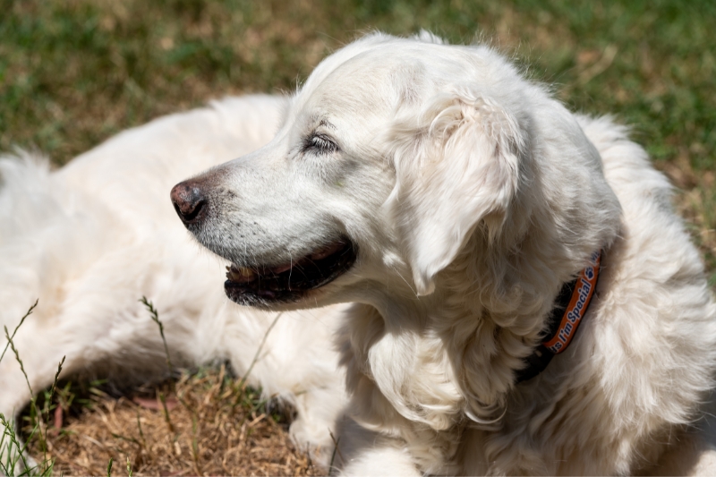 cream golden retriever lying down