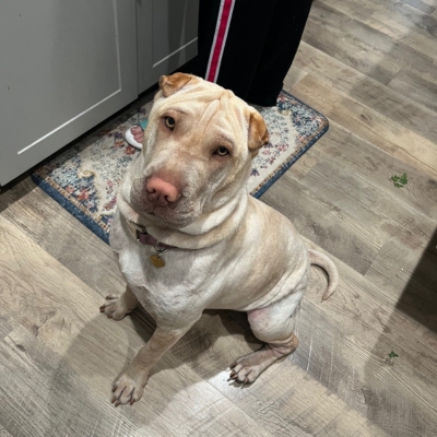 cream shar pei