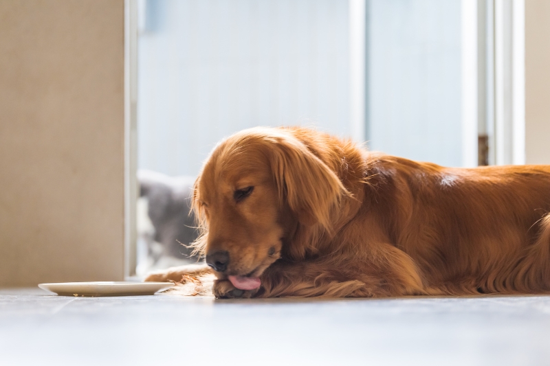 dark golden retriever lying down