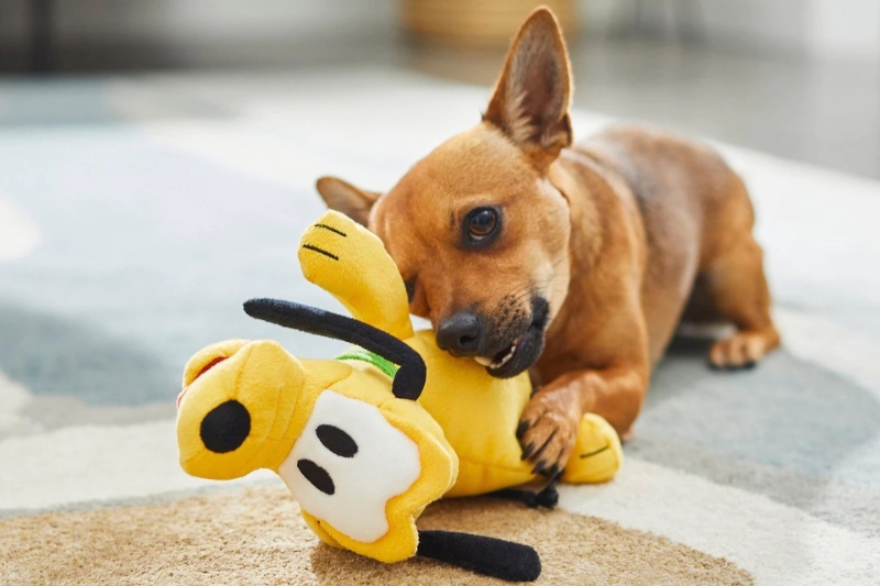 dog playing with pluto