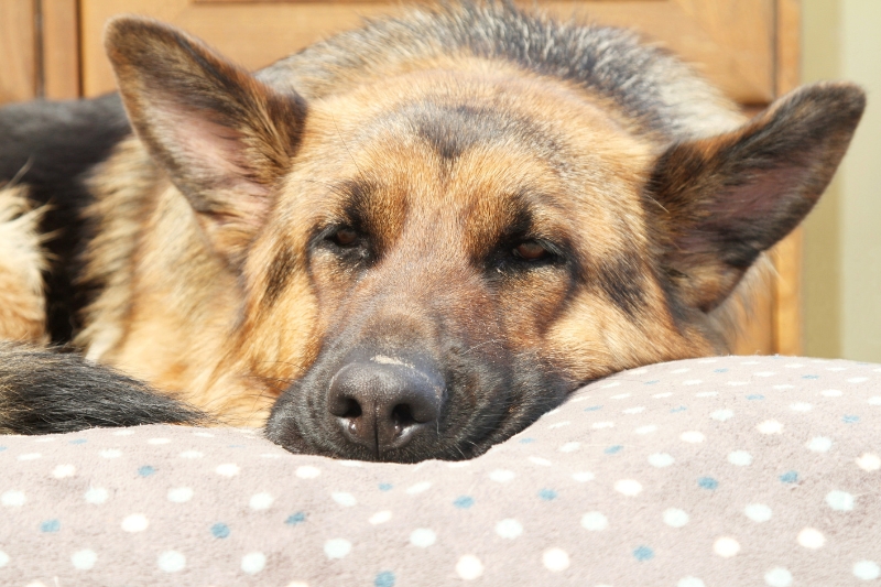 german shepherd sleeping on a bed