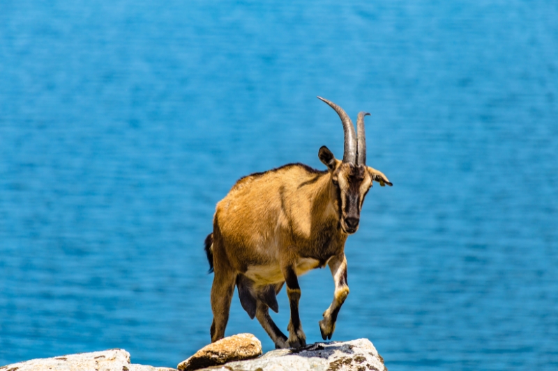 goat climbing stones portugal