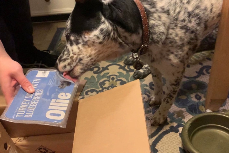 gojira licking ollie dog food packet
