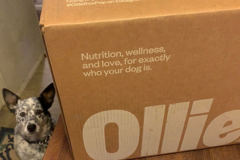 gojira next to ollie dog food box