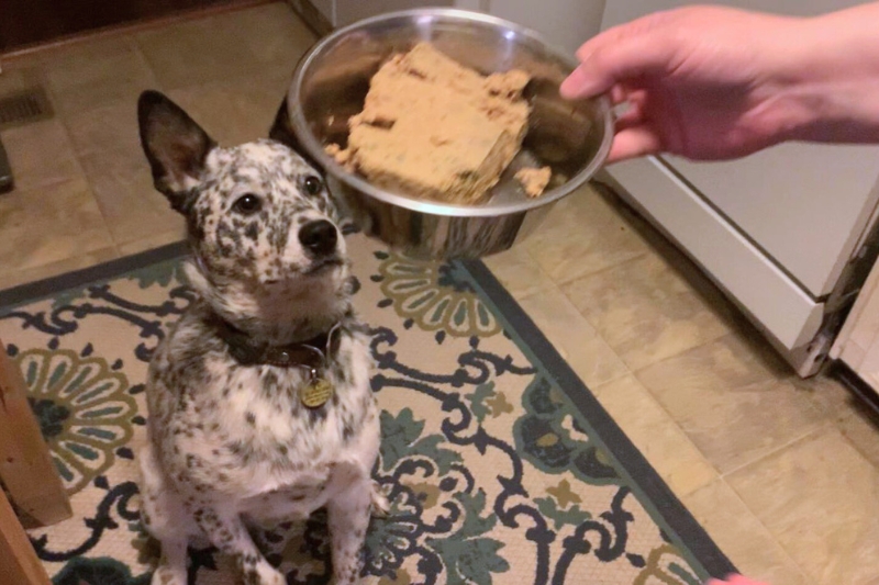 gojira sitting with ollie dog food bowl