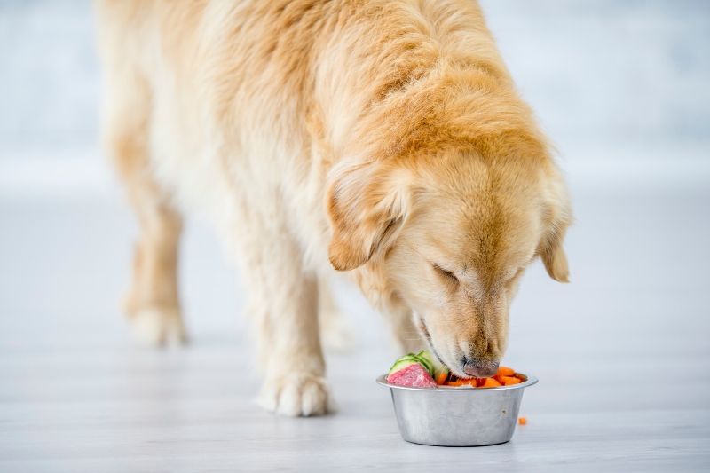 golden qui mange de la nourriture fraiche