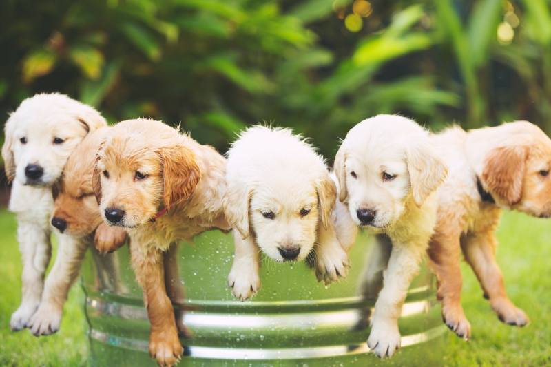 golden retriever puppies in a bucket