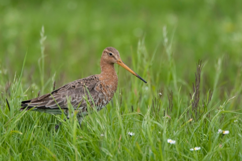 grutto bird