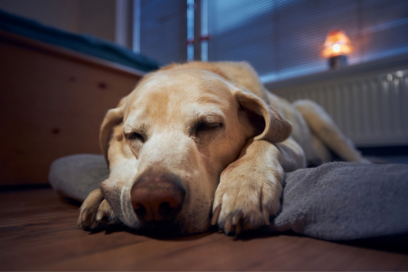 labrador sleeping on bed