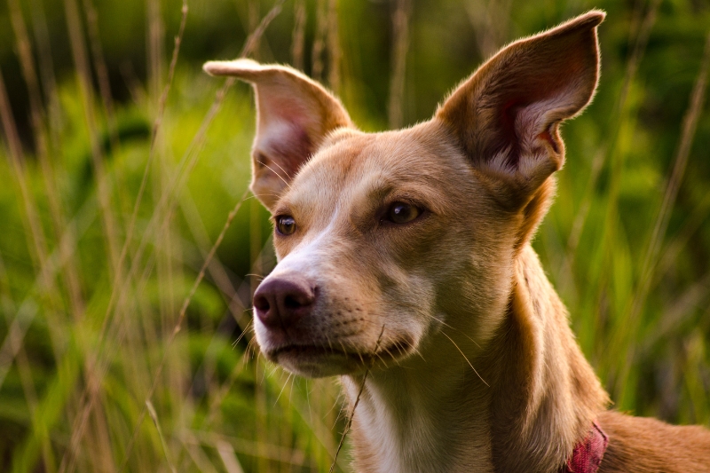 portuguese podengo portrait