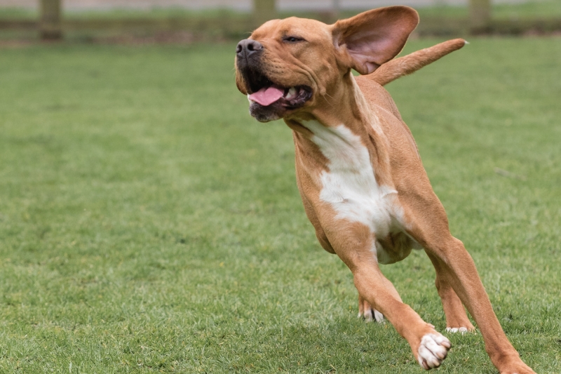portuguese pointer running