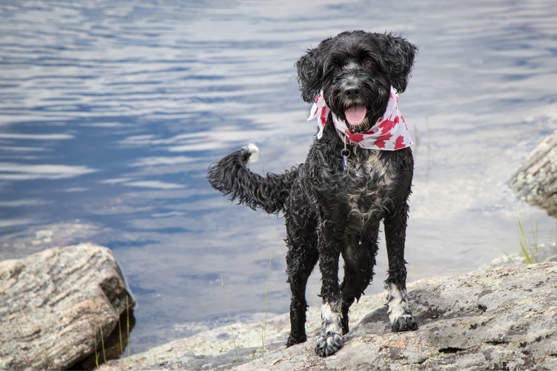 11 Portuguese Dog Breeds (With Pictures!)