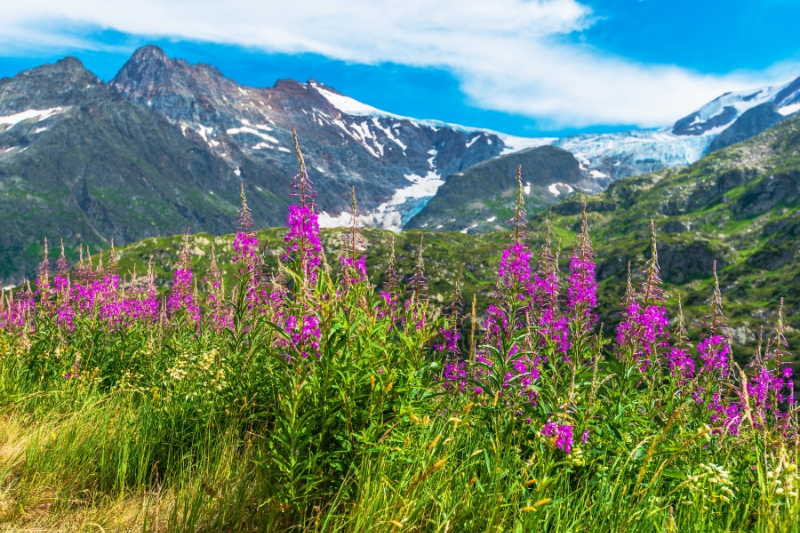 swiss alpine flowers