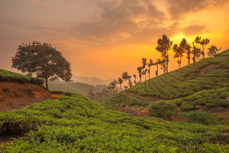 tea plantations india