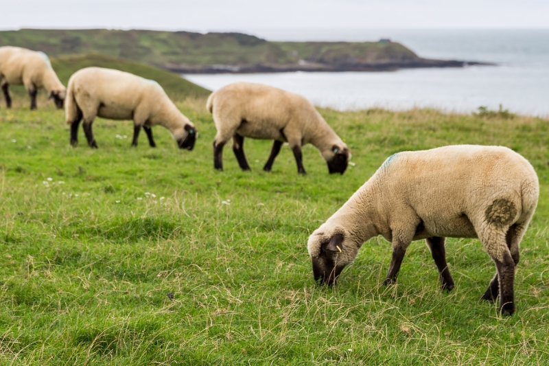 welsh sheep