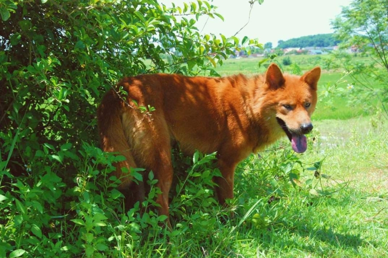 Lai Dog
