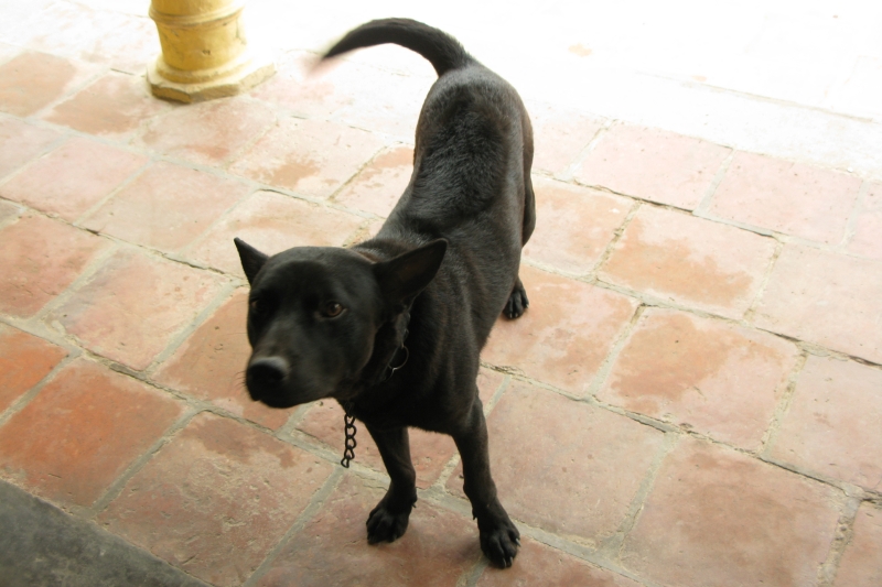 Phu Quoc Ridgeback