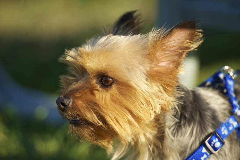 australian silky terrier seen from the side