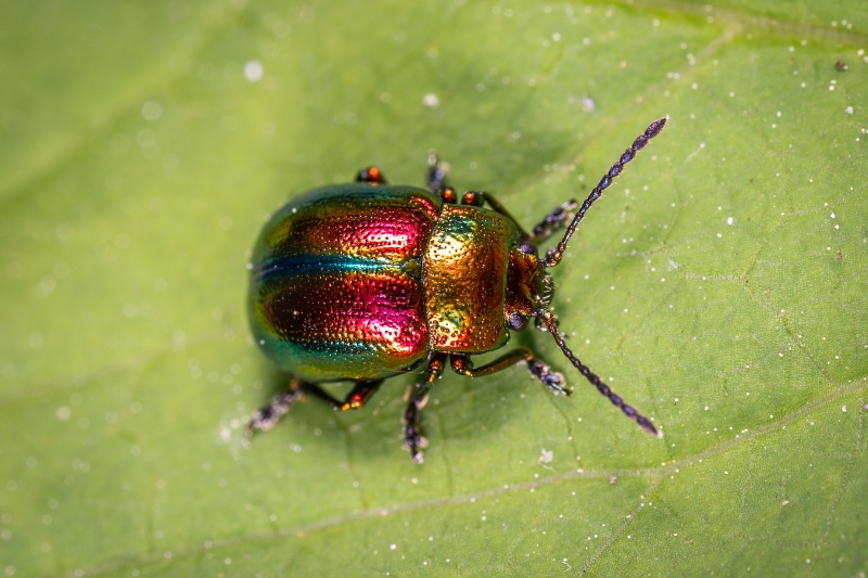 beetle on green leaf