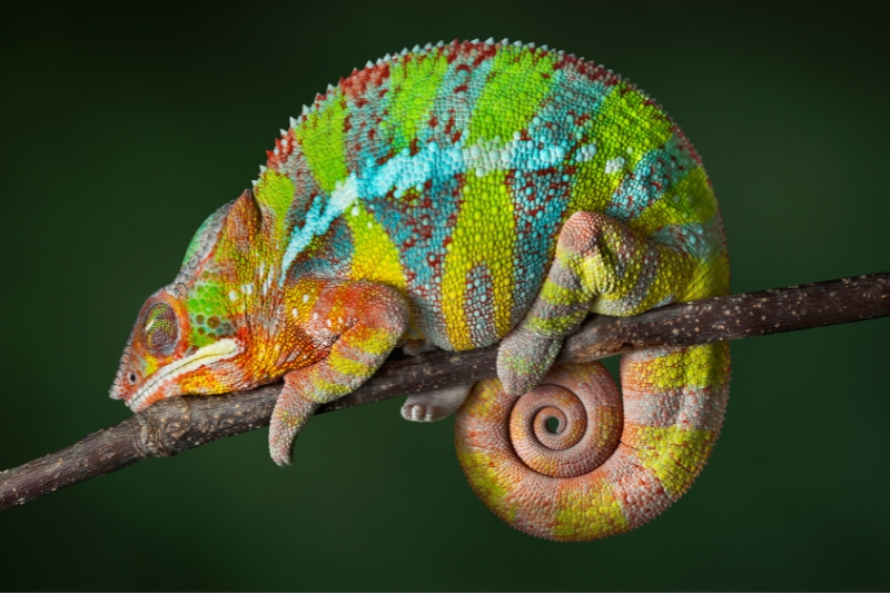 chameleon sleeping