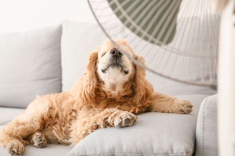 chien qui a chaud sur un canape avec ventilateur