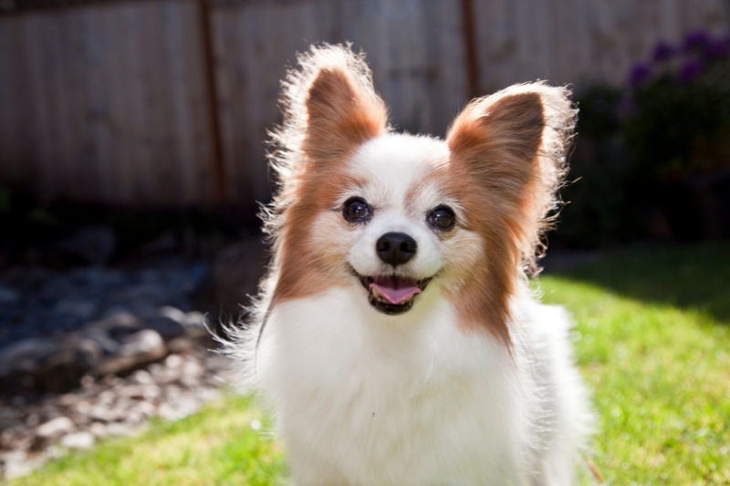 cute dog with tongue out