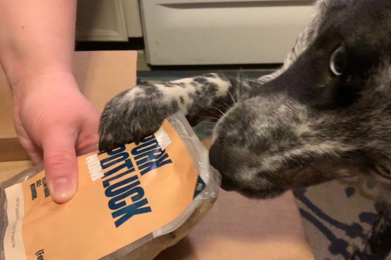 dog smelling nom nom packet