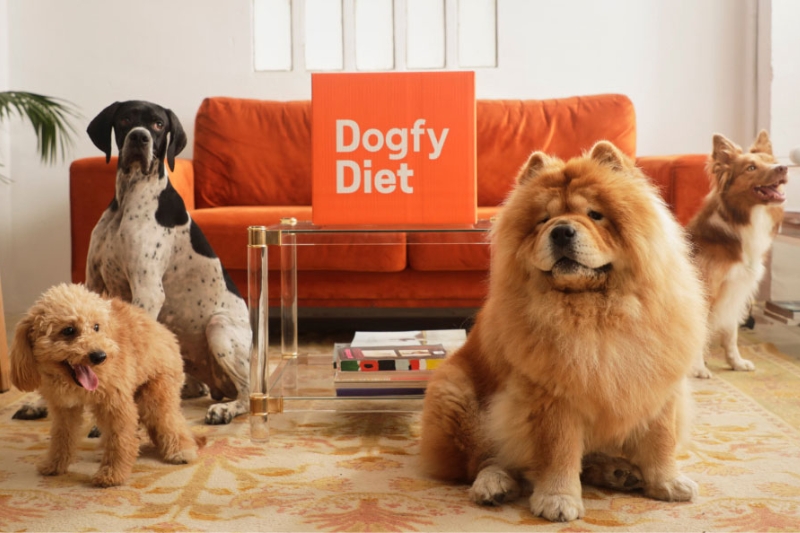 dogfy diet france