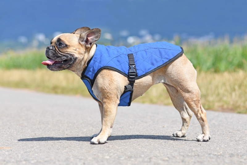 Les meilleurs gilets rafraîchissants pour chien en 2023