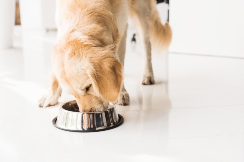 golden retriever qui mange des croquettes