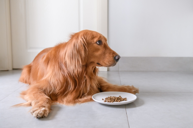 grand chien qui mange