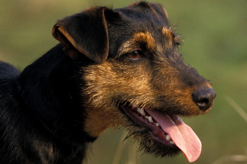 jagd terrier seen from the side