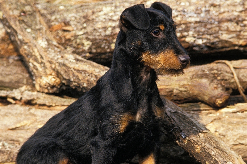 jagd terrier sentado